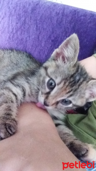 Tekir Kedi, Kedi  keçi fotoğrafı