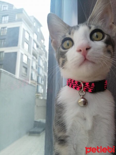 Tekir Kedi, Kedi  Şila fotoğrafı