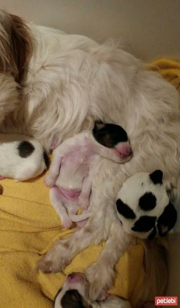 Fox Terrier (Wire), Köpek  Lusi fotoğrafı