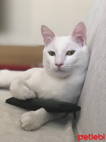 Ankara Kedisi, Kedi  Müezza fotoğrafı