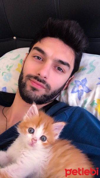 Sarman, Kedi  Foxy fotoğrafı