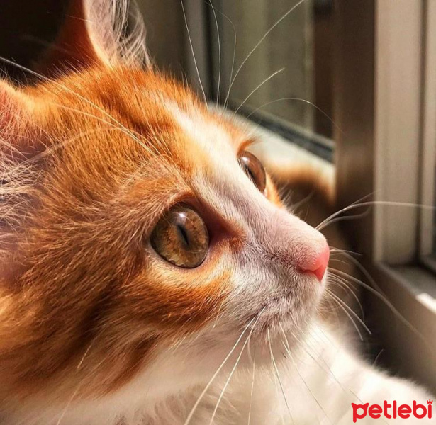 Sarman, Kedi  Foxy fotoğrafı