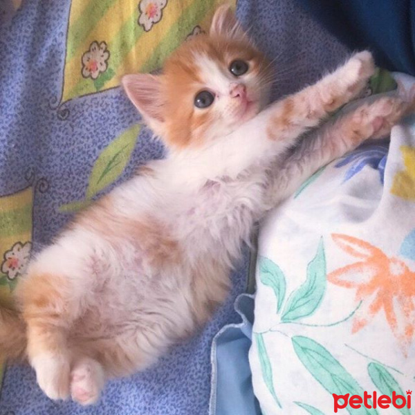 Sarman, Kedi  Foxy fotoğrafı