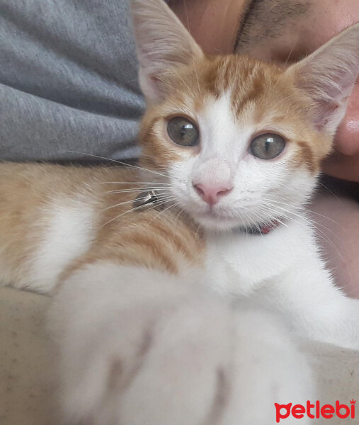 Sarman, Kedi  Bal fotoğrafı