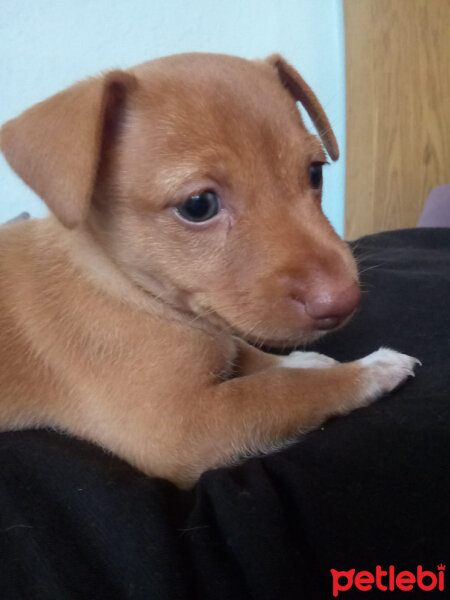 Jack Russell Terrier, Köpek  Badem fotoğrafı