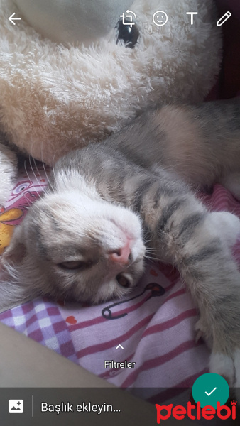 Tekir Kedi, Kedi  Şila fotoğrafı