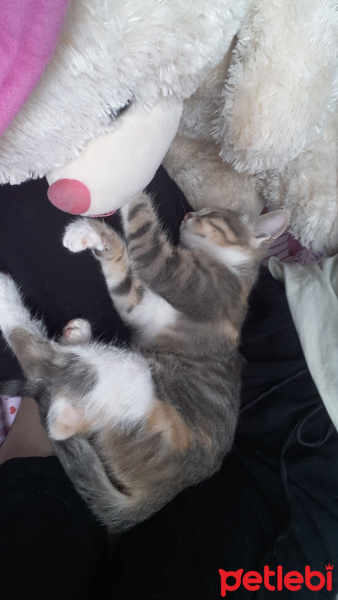 Tekir Kedi, Kedi  Şila fotoğrafı