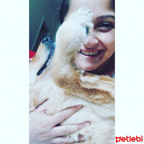 Golden Retriever, Köpek  Lisaya acil yuva ???? fotoğrafı