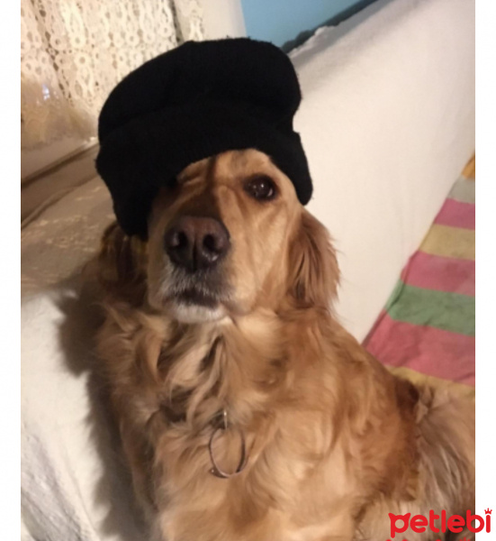 Golden Retriever, Köpek  Lisaya acil yuva ???? fotoğrafı