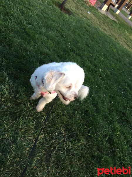 Maltese, Köpek  Tarçın fotoğrafı