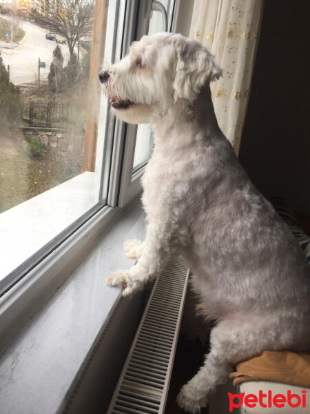 Maltese, Köpek  Tarçın fotoğrafı