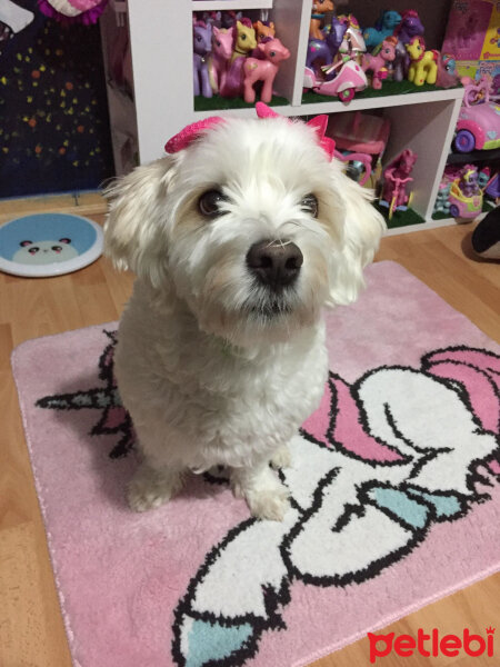 Maltese, Köpek  Tarçın fotoğrafı