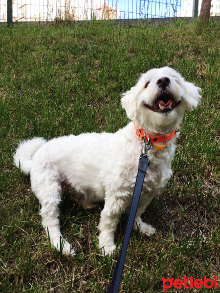 Maltese, Köpek  Tarçın fotoğrafı