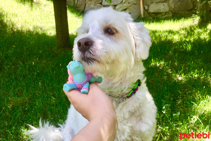 Maltese, Köpek  Tarçın fotoğrafı