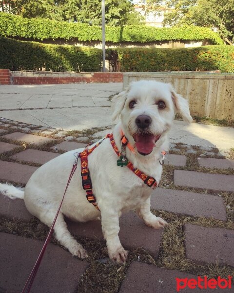 Maltese, Köpek  Tarçın fotoğrafı