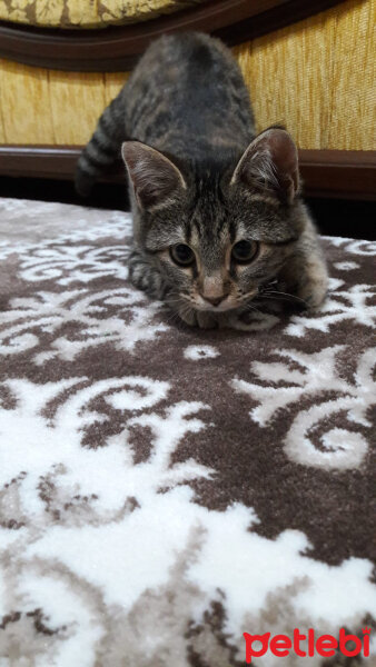 Tekir Kedi, Kedi  Pamuğum fotoğrafı