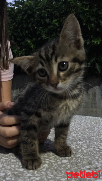 Sarman, Kedi  Şiva fotoğrafı