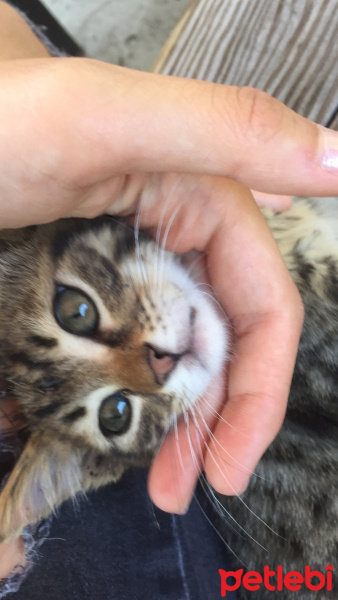 Sarman, Kedi  Şiva fotoğrafı