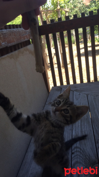 Sarman, Kedi  Şiva fotoğrafı