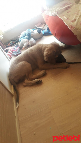 Akbaş, Köpek  Arya fotoğrafı