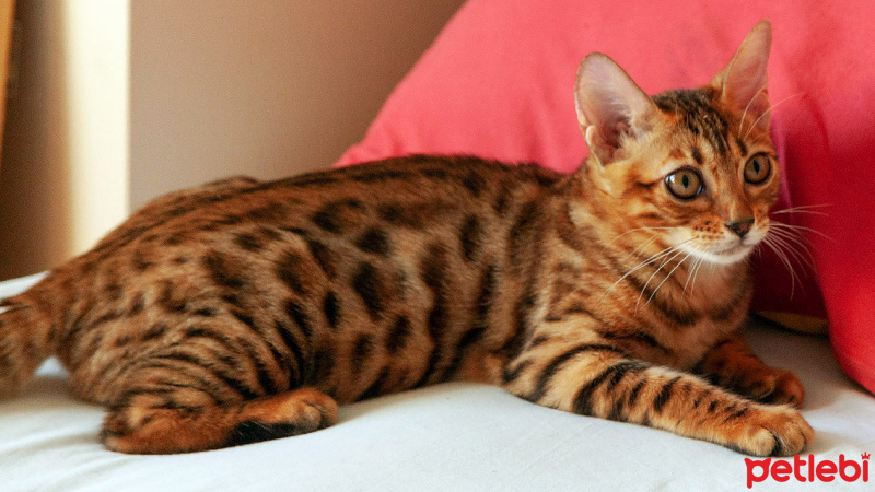 Bengal, Kedi  Bicirik fotoğrafı