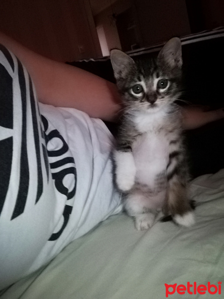 Tekir Kedi, Kedi  Şanslı fotoğrafı