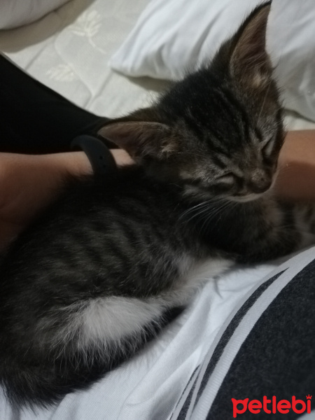 Tekir Kedi, Kedi  Şanslı fotoğrafı