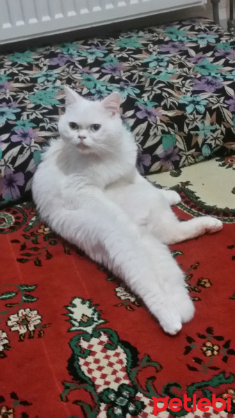 British Shorthair, Kedi  Haribo fotoğrafı