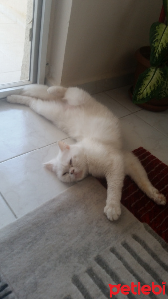 British Shorthair, Kedi  Haribo fotoğrafı