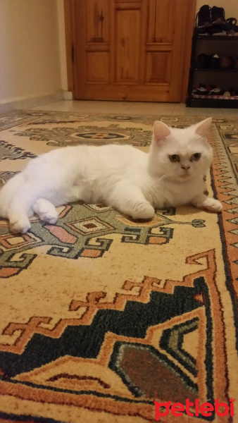 British Shorthair, Kedi  Haribo fotoğrafı