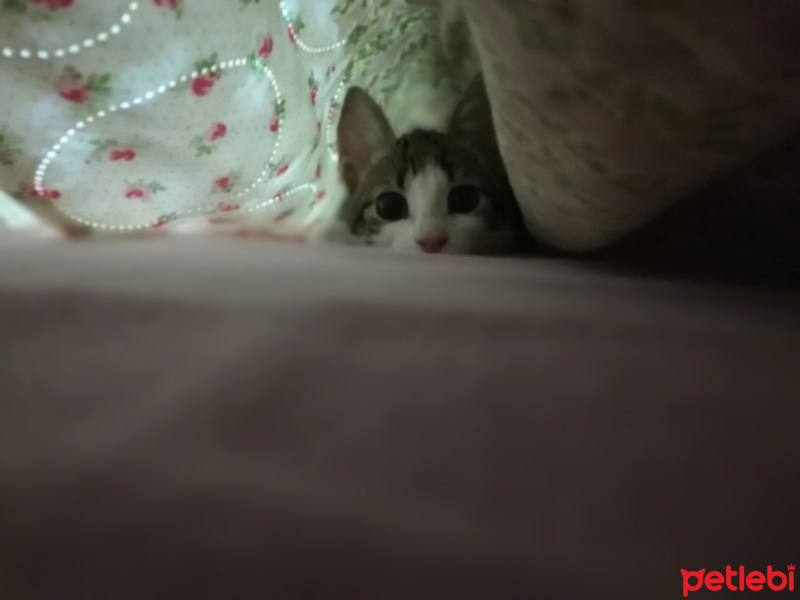 Tekir Kedi, Kedi  Milo fotoğrafı