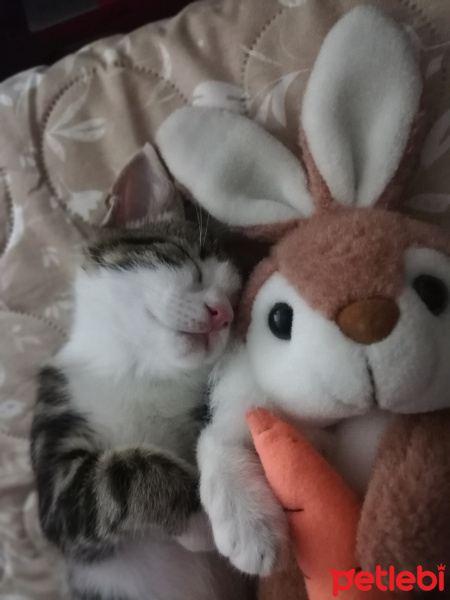 Tekir Kedi, Kedi  Milo fotoğrafı