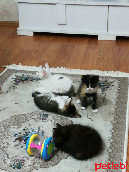 Tekir Kedi, Kedi  Tekir fotoğrafı