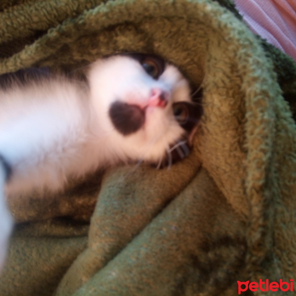 Tekir Kedi, Kedi  Hüsamettin fotoğrafı