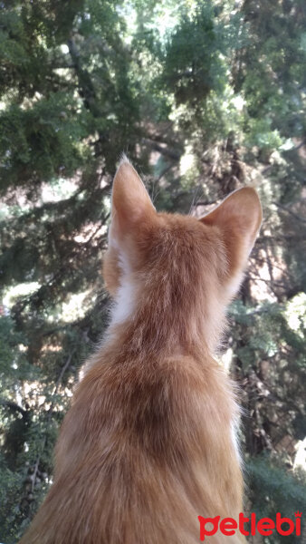 Ankara Kedisi, Kedi  Mısır fotoğrafı