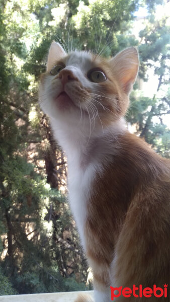 Ankara Kedisi, Kedi  Mısır fotoğrafı