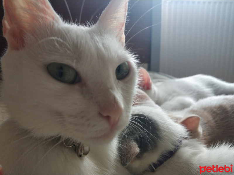Ankara Kedisi, Kedi  Salem fotoğrafı