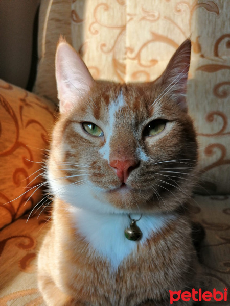 Tekir Kedi, Kedi  Sole fotoğrafı