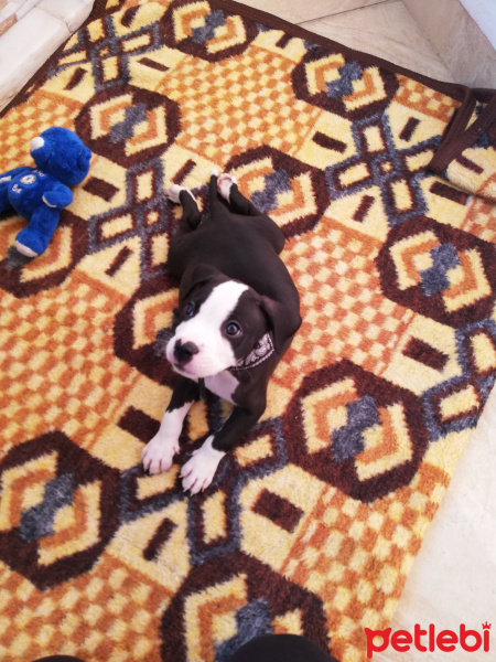 Amerikan Staffordshire Terrier, Köpek  Loco fotoğrafı