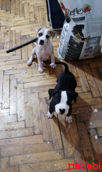 Amerikan Staffordshire Terrier, Köpek  Loco fotoğrafı