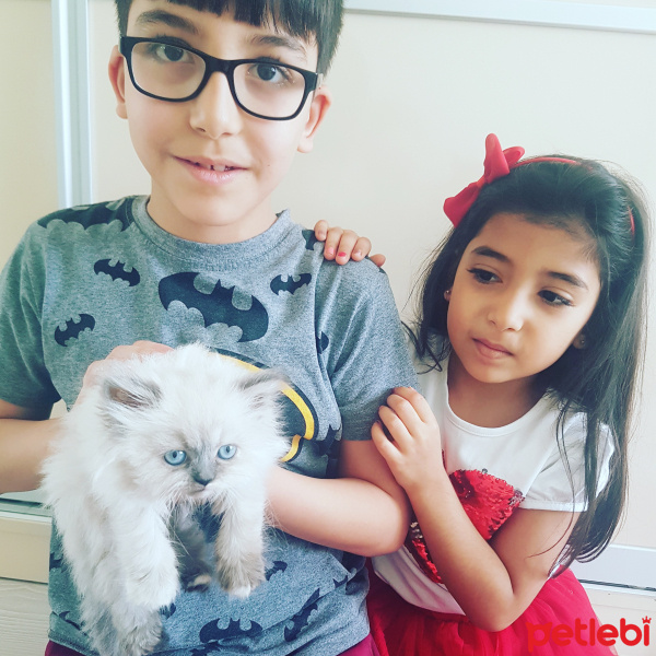 İran Kedisi (Persian), Kedi  Shila fotoğrafı