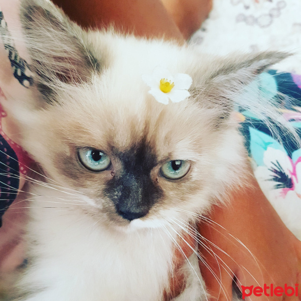 İran Kedisi (Persian), Kedi  Shila fotoğrafı