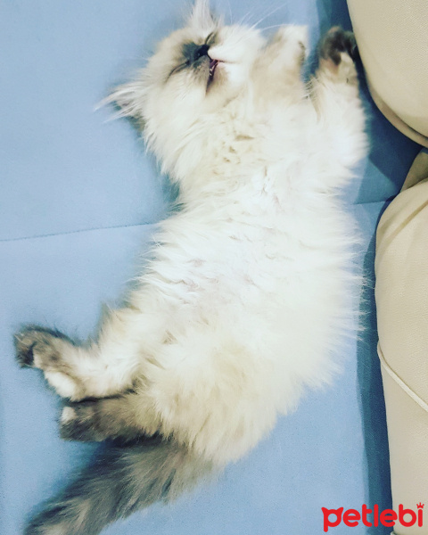 İran Kedisi (Persian), Kedi  Shila fotoğrafı