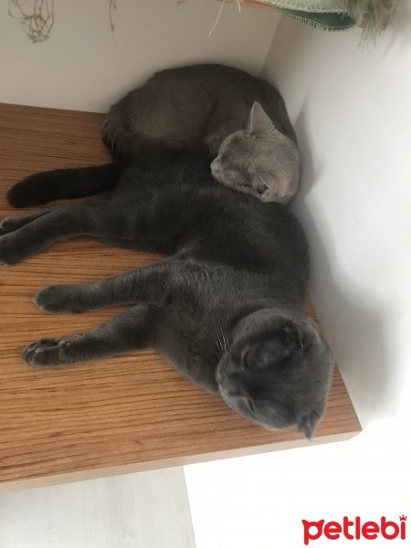 British Shorthair, Kedi  Kimyon & Kekik fotoğrafı