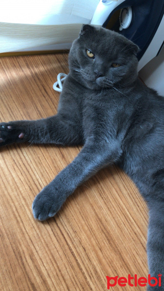 British Shorthair, Kedi  Kimyon & Kekik fotoğrafı