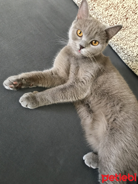 British Shorthair, Kedi  Kimyon & Kekik fotoğrafı