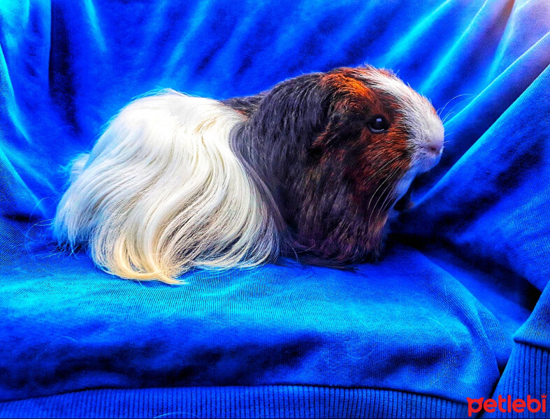 Guinea Pig, Kemirgen  BARBİE fotoğrafı