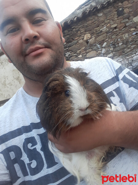 Guinea Pig, Kemirgen  BARBİE fotoğrafı