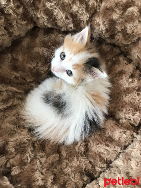 Tekir Kedi, Kedi  Bal fotoğrafı