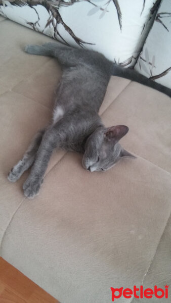 British Shorthair, Kedi  Paris fotoğrafı